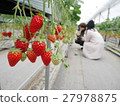 草莓採摘 27978875