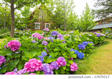 Lodge and hydrangea Lodge and hydrangea 27979317