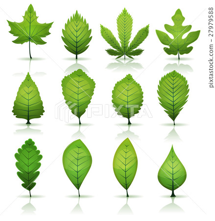Green Leaves Set Green Leaves Set 27979588