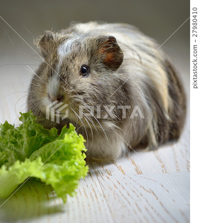 brown guinea pig brown guinea pig 27980410