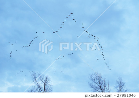 A flock of flying lands lined up A flock of flying lands lined up 27981046