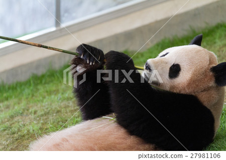 Panda Panda 27981106