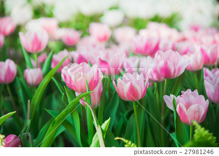 tulips in spring sun tulips in spring sun 27981246