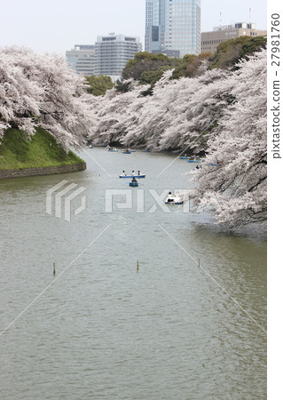 Cherry blossoms at Chidorigafuchi, Tokyo 27981760