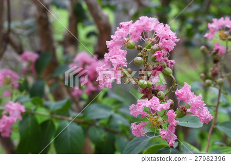 Crape Myrtle Beautiful pink flower 27982396