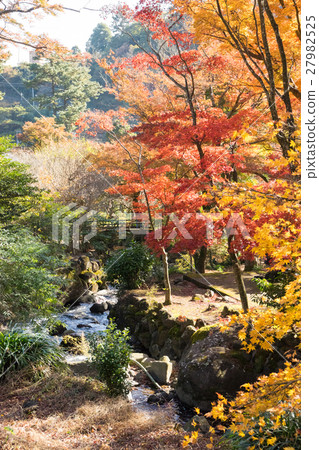 Autumn leaves of Atami plum garden Autumn leaves of Atami plum garden 27982525