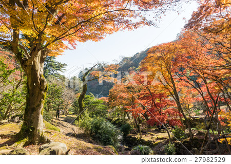Autumn leaves of Atami plum garden 27982529