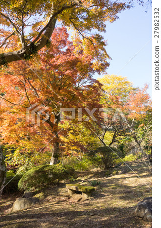 Autumn leaves of Atami plum garden Autumn leaves of Atami plum garden 27982532