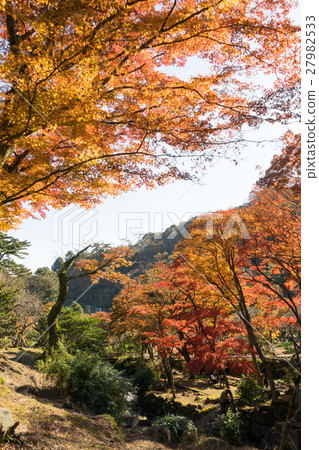 Autumn leaves of Atami plum garden Autumn leaves of Atami plum garden 27982533