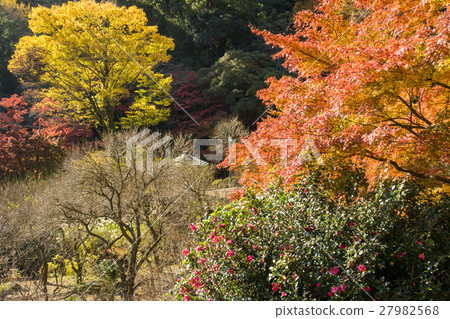 熱海李子庭院秋葉 27982568