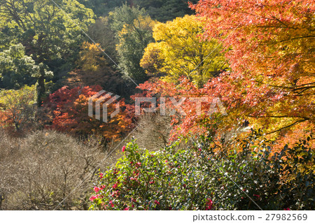 Autumn leaves of Atami plum garden 27982569