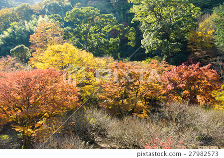 Autumn leaves of Atami plum garden 27982573