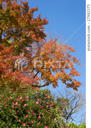 Autumn leaves of Atami plum garden 27982575