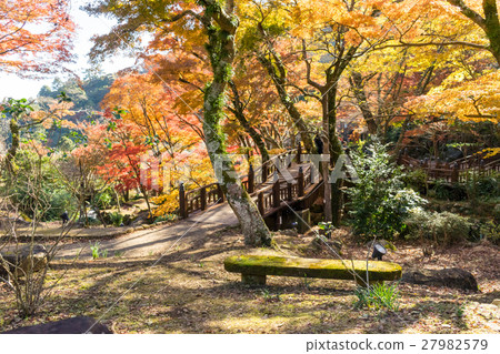 Autumn leaves of Atami plum garden Autumn leaves of Atami plum garden 27982579