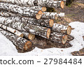 freshly sawn birch logs in the forest 27984484
