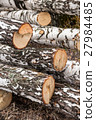 freshly sawn birch logs in the forest 27984485
