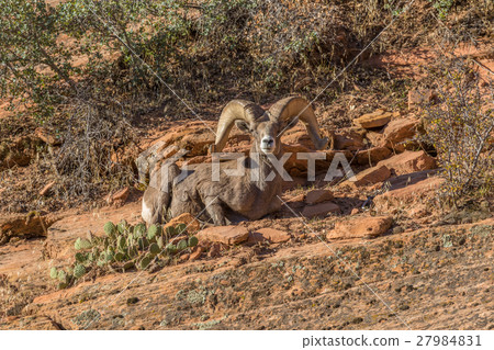Desert Bighorn Sheep Ram 27984831