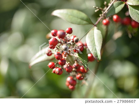 Red Nanten Red Nanten 27986607