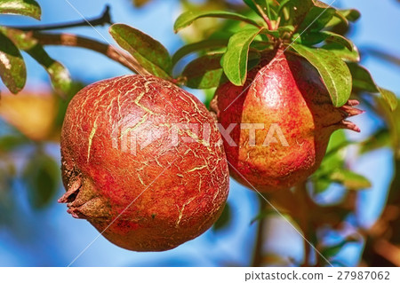 Fruit of Punica Granatum 27987062