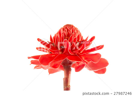 Etlingera elatior Etlingera elatior 27987246