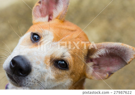 dog looking innocent eyes dog looking innocent eyes 27987622