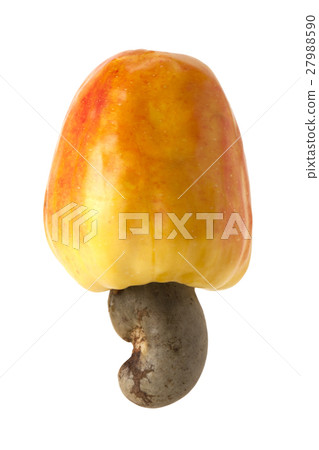 Brazilian Caju Cashew Fruit Brazilian Caju Cashew Fruit 27988590