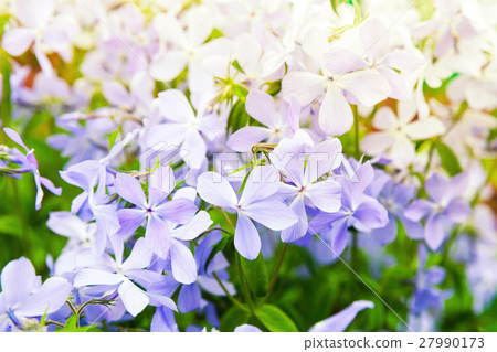 Flowers background photo. Phlox divaricata Flowers background photo. Phlox divaricata 27990173