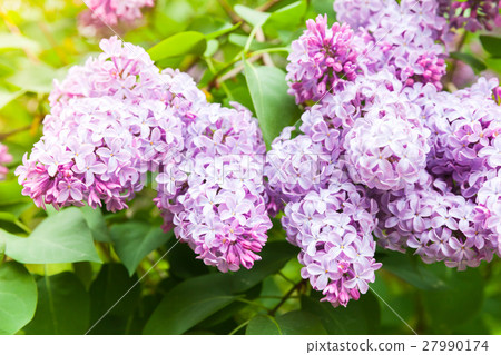 圖庫照片: pink lilac flowers, flowering plant