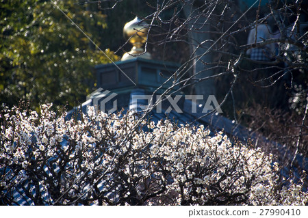 Kamakura Hasedaji 1月白梅 Kamakura Hasedaji 1月白梅 27990410