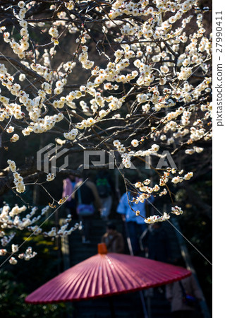 Kamakura Hase Temple 1月白梅花傘 27990411