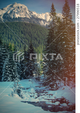 View at winter pine tree forest in mountain 27990518