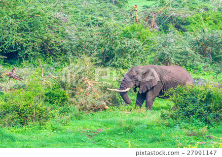 Browsing African elephant Browsing African elephant 27991147