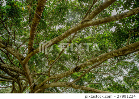 Weeping fig or Ficus benjamina Weeping fig or Ficus benjamina 27991224