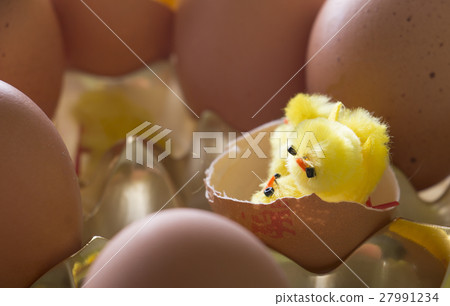 Newborn chick with his family still in eggs Newborn chick with his family still in eggs 27991234