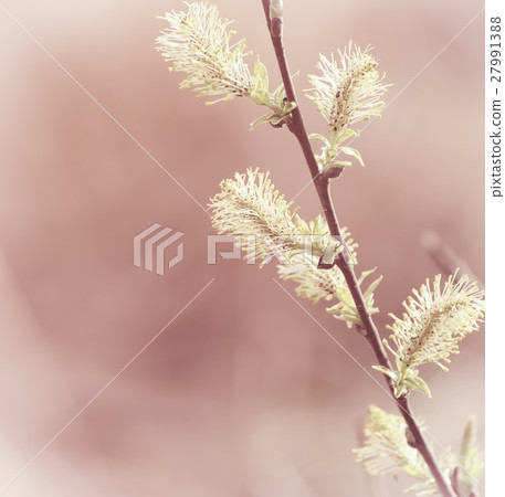 Blooming willow branch 27991388