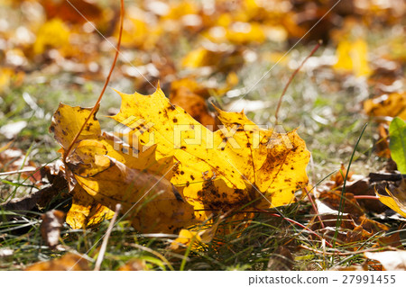leaves in autumn park leaves in autumn park 27991455