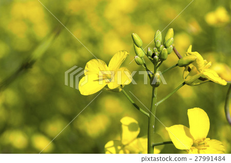 yellow flower rape yellow flower rape 27991484