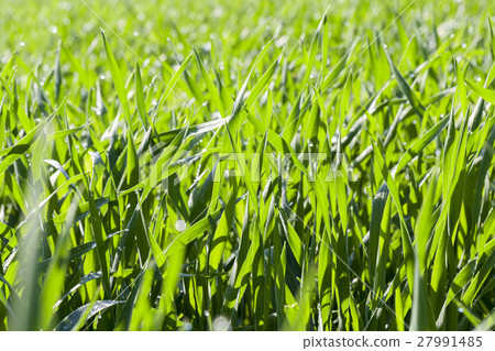 Field with cereal Field with cereal 27991485