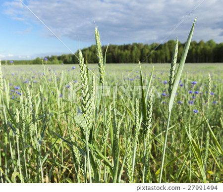 Field with cereal 27991494