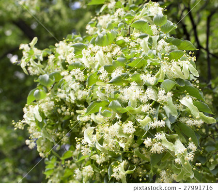 圖庫照片: flowering linden trees