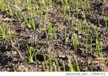 field with young wheat field with young wheat 27991751
