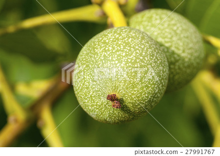 unripe walnut, close-up 27991767