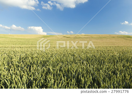 Field with cereal 27991776
