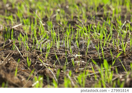 young grass plants, close-up 27991814