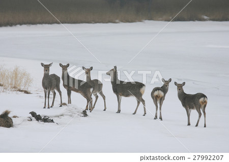 Hokkaido Ezo deer Hokkaido Ezo deer 27992207