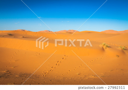 Desert dune at Erg Chebbi near Merzouga in Morocco Desert dune at Erg Chebbi near Merzouga in Morocco 27992311