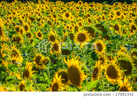 Field of giant sunflowers on a sunny summer day Field of giant sunflowers on a sunny summer day 27992342