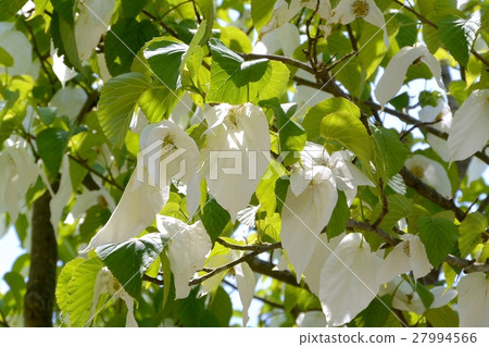 Handkerchief tree 27994566