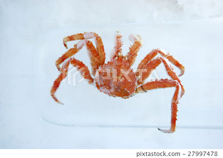 帝王蟹 27997478