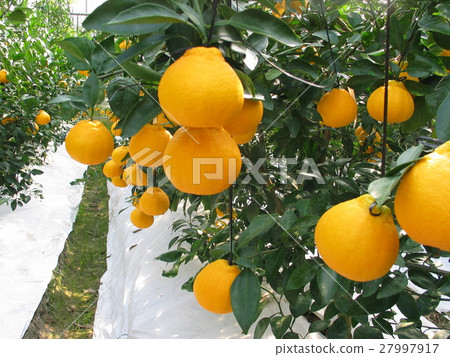 Shiranui樹 27997917